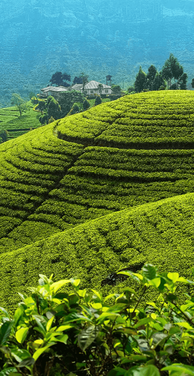 Tea Plantation